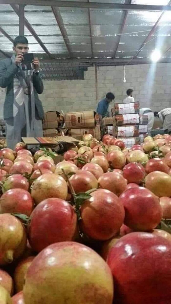 مليشيا الحوثي تحصر تصدير الرمان من صعدة لبقية المحافظات على شركات مملوكة لقياداتها