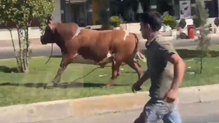 مصر.. مقتل وإصابة 4 أشخاص نطحا بعجل أضحية