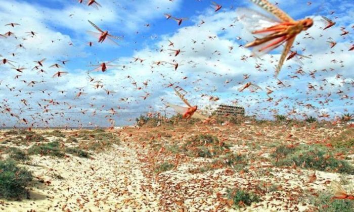 منظمة الفاو تحذر من تكاثر الجراد الصحراوي في #اليمن