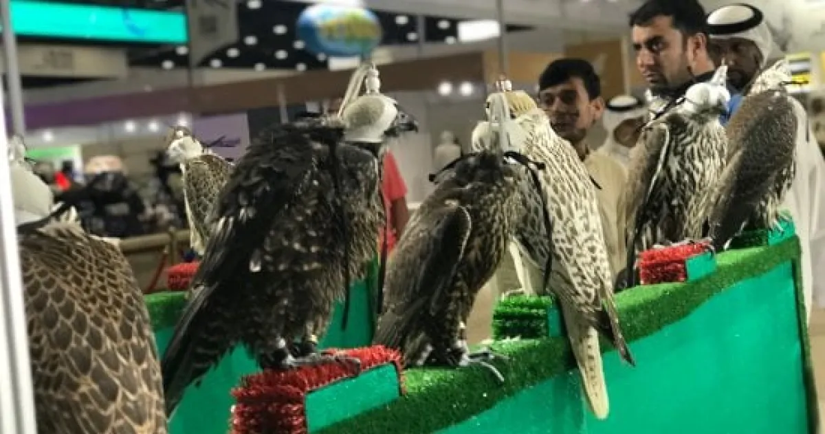 مبيعات صقور استثنائية: 800 ألف ريال للصقور المنغولية و145 ألفًا لصقر "الدبدبة" في السعودية