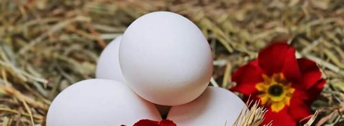 نوع من البيض يقدم فوائد كبيرة لاحتوائه 6 أضعاف نسبة "فيتامين د"