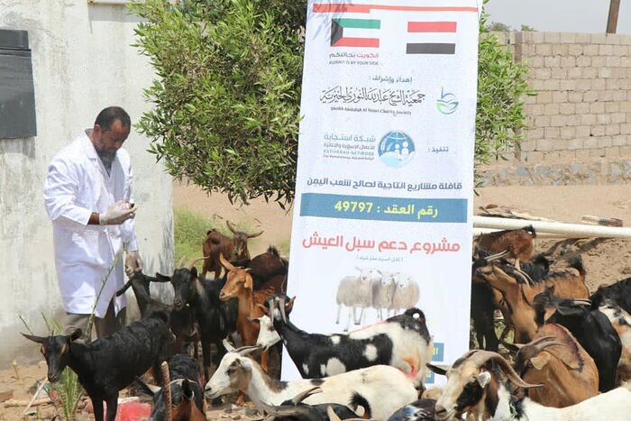 لحج : بتمويل #جمعية_الشيخ_عبدالله_النوري .. تدشين مشروع دعم سبل العيش بـ (عشر شياه) لكل أسرة