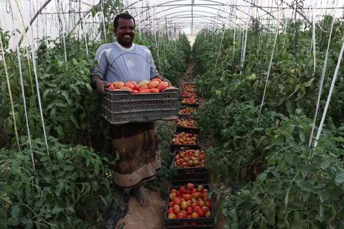 «إعمار اليمن» ينهض بقطاع الزراعة في اليمن