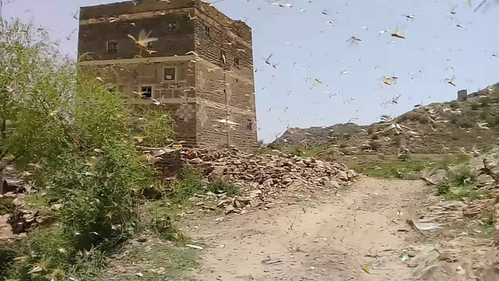 صور | الجراد تجتاح سرار يافع وتلتهم المزارع والمزارعون يستغيثون