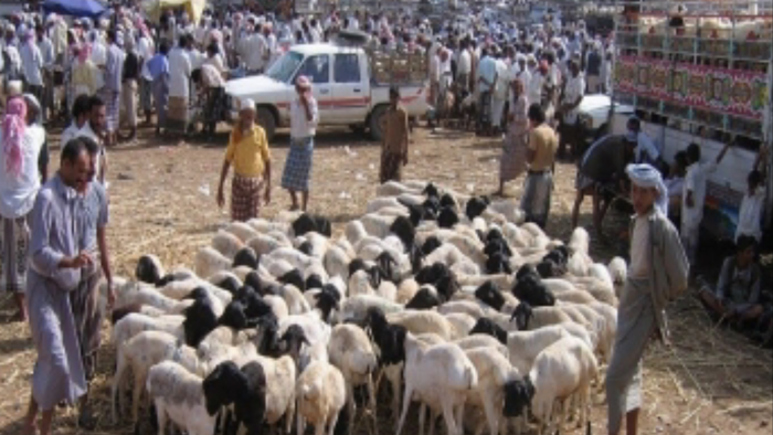 الفاو تكشف: المواطنون يبيعون المواشي شمالي اليمن لمواجهة الجوع وكورونا