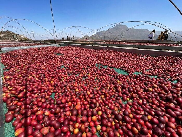 البن اليمني يشق طريقه إلى أمريكا الشمالية ويصنع ثقافة مقاهٍ جديدة