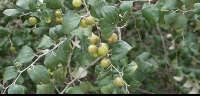 شجرة السدر ( العلب ) في الطب النبويّ
