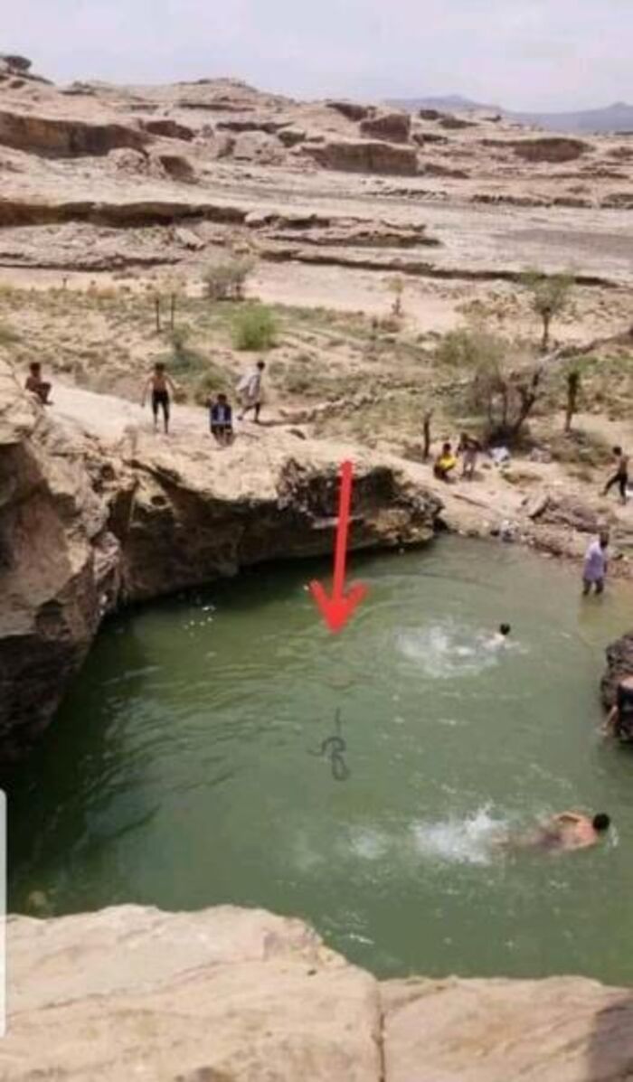 بعد يومين من وفاة شاب بلدغة حية .. أفعى ضخمة تهاجم سباحين في سد مائي في محافظة صعدة